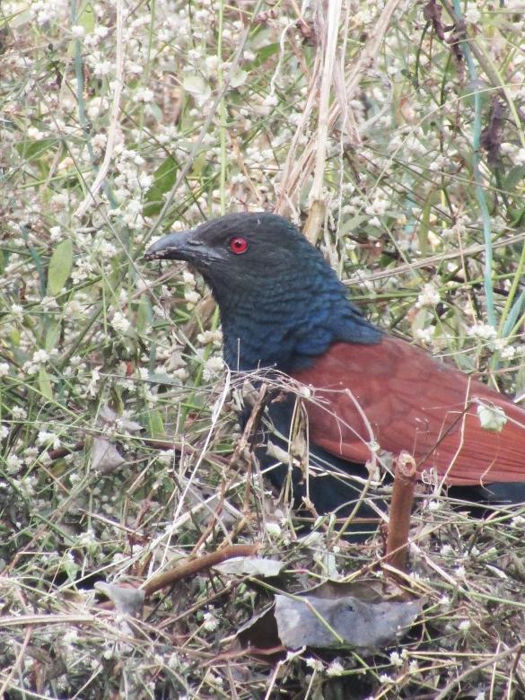 Free stock image of Greater Coucal created by sylvester alphonso