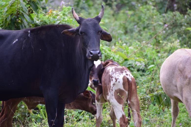 Free stock image of Closeup view of black cow  created by KKT Madhusanka
