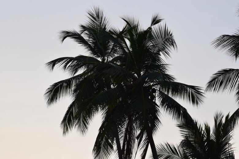 Free stock image of Evening sky nature through the coconut tree  created by KKT Madhusanka