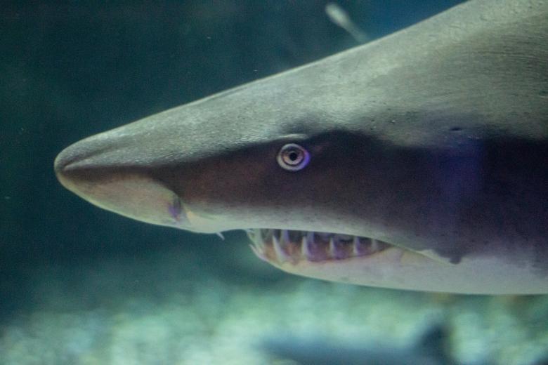 Free stock image of Shark created by Ben Wong