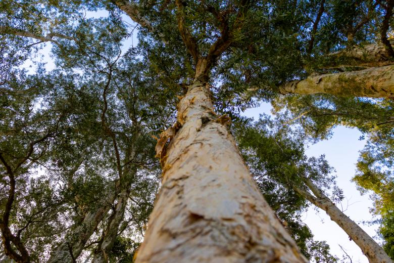 Free stock image of Tree and sky created by Ben Wong