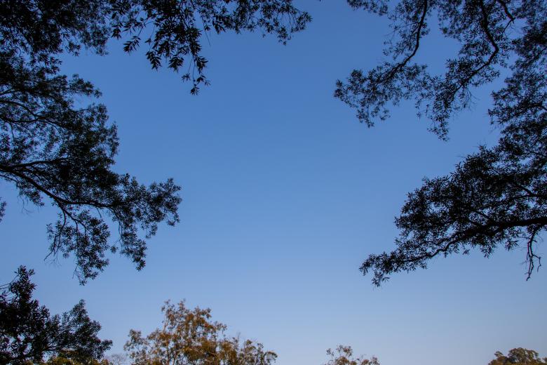 Free stock image of Forest Tree and sky created by Ben Wong