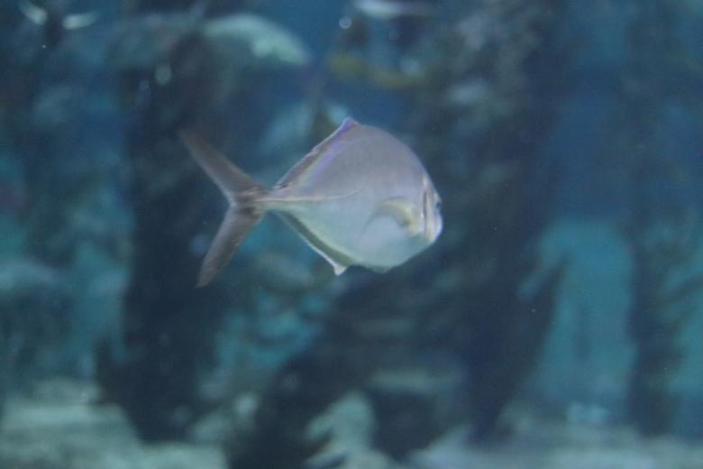 Free stock image of Underwater Fish created by Ben Wong