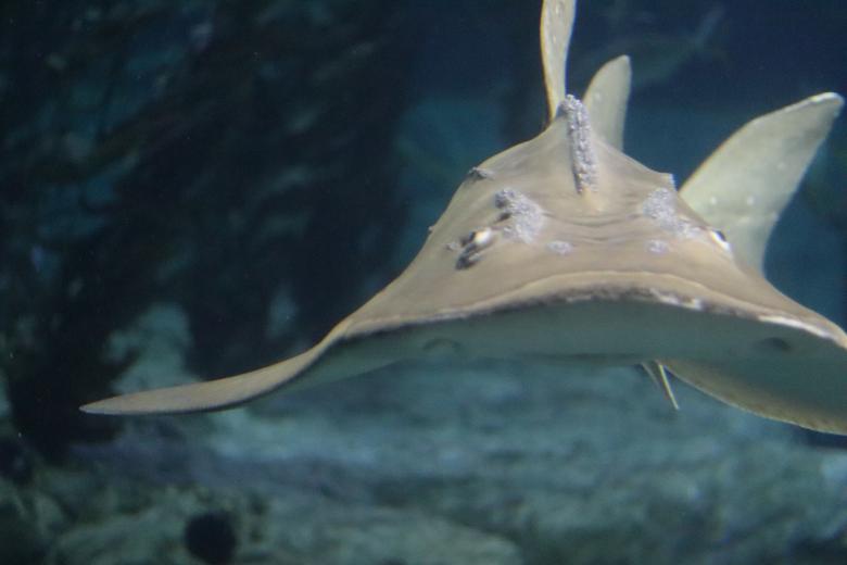 Free stock image of Underwater Fish created by Ben Wong