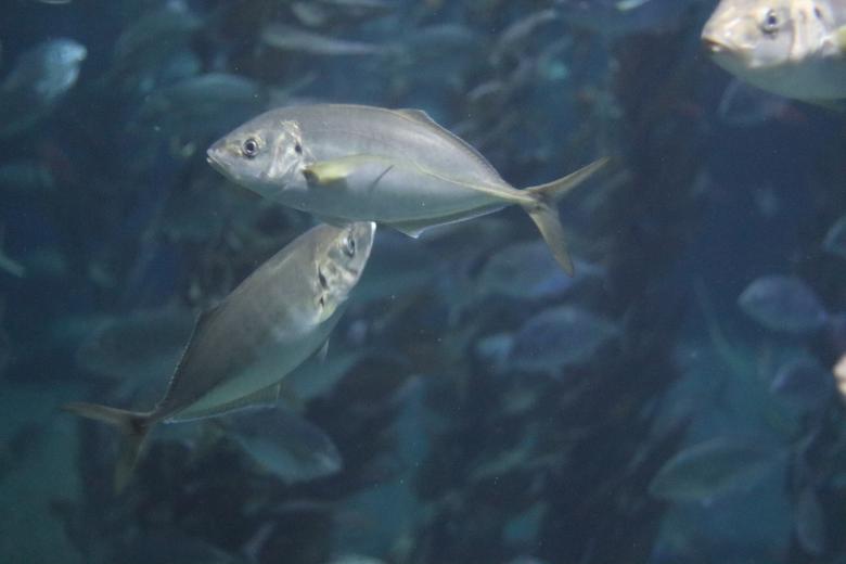 Free stock image of Underwater Fish created by Ben Wong