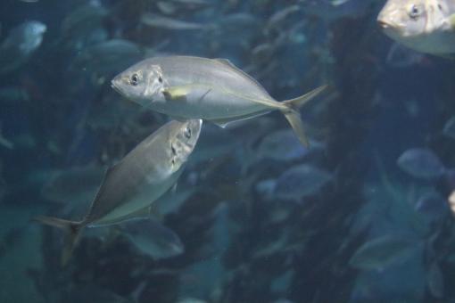 Underwater Fish - Free Stock Photo