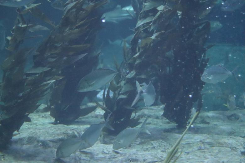 Free stock image of Underwater Fish created by Ben Wong