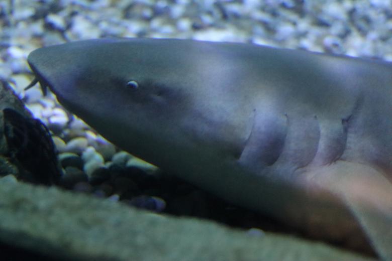 Free stock image of Underwater Fish created by Ben Wong