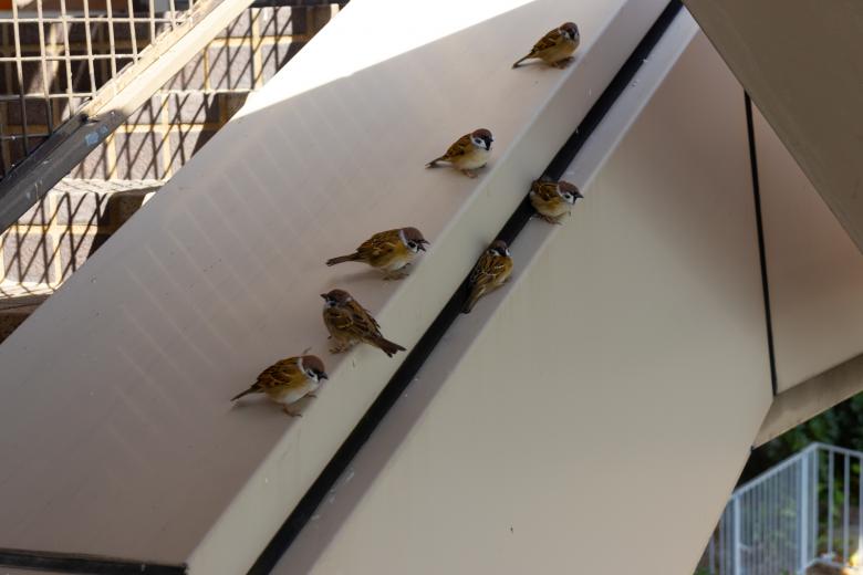 Free stock image of Sparrows sitting beside a staircase created by Ben Wong