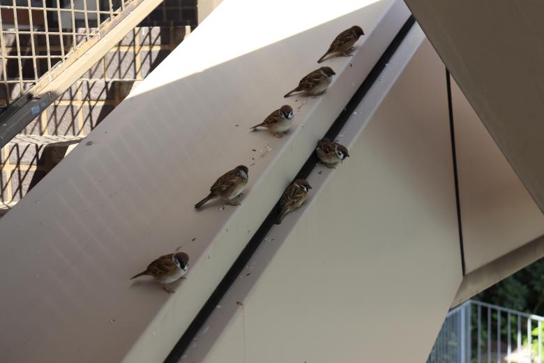 Free stock image of Sparrows sitting beside a staircase created by Ben Wong