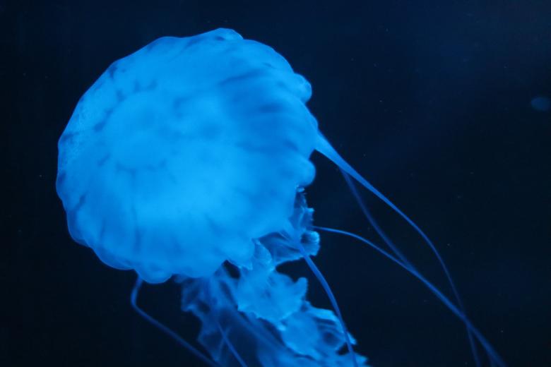 Free stock image of Jellyfish created by Ben Wong