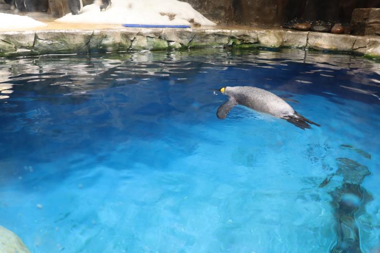 Free stock image of cute penguin in a zoo created by Ben Wong