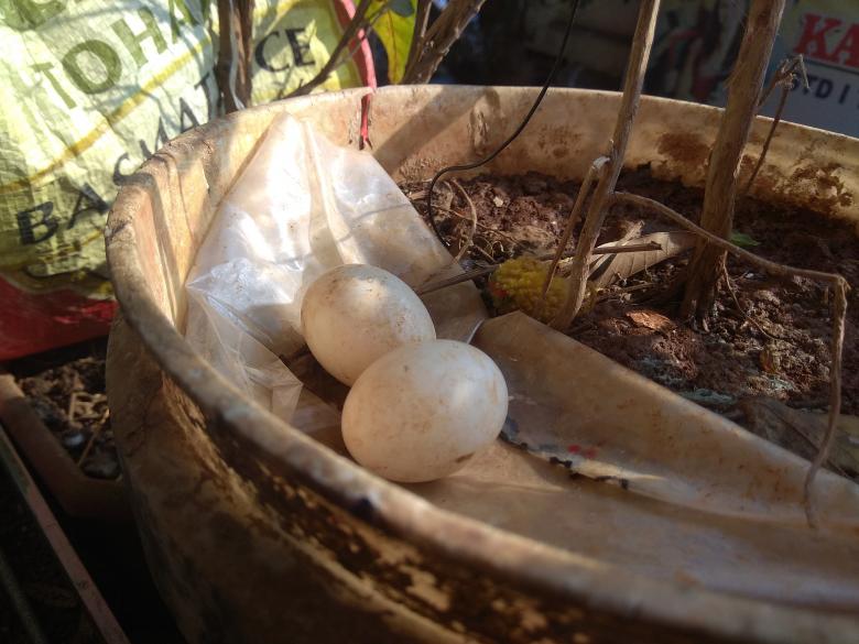 Free stock image of Pigeon eggs created by Ashutosh Mishra