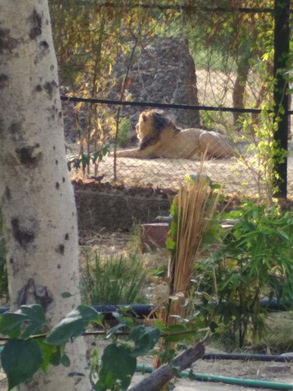 Free stock image of Lion created by Ashutosh Mishra