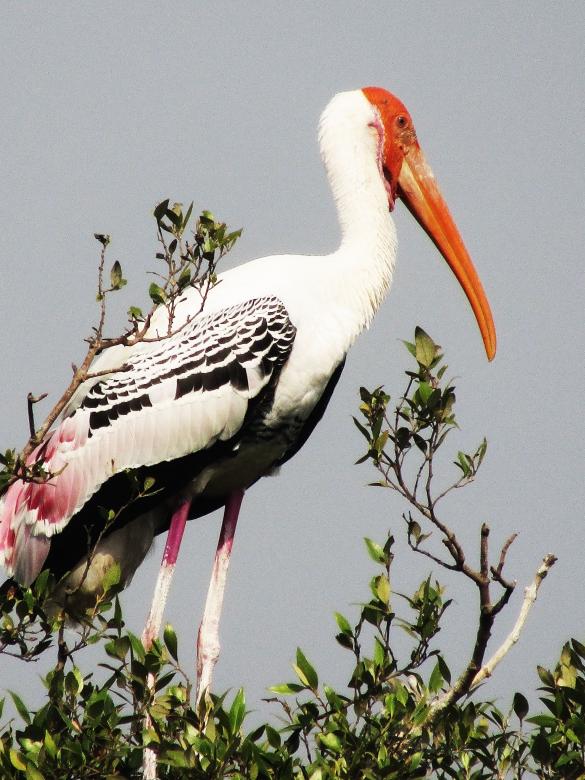 Free stock image of Painted stork created by sylvester alphonso
