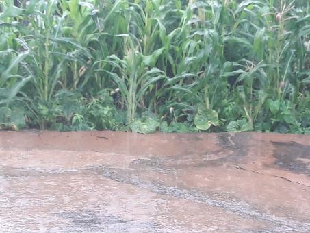 Corn and indigenous vegetable farm - Free Stock Photo