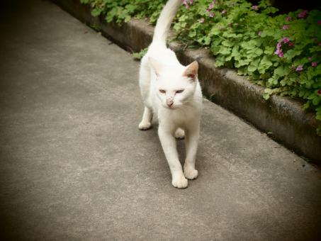 Feral White Cat - Free Stock Photo