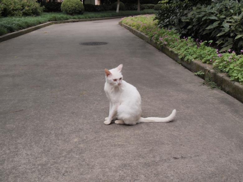 Free stock image of White Cat created by Ben Wong