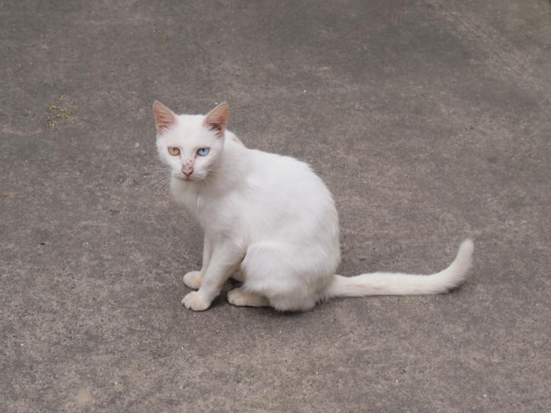 Free stock image of Odd-eyed Cat created by Ben Wong
