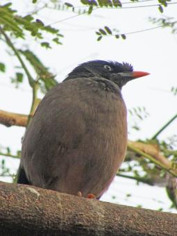 Jungle Myna - Free Stock Photo