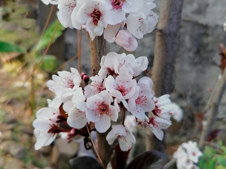 Flor - Free Stock Photo