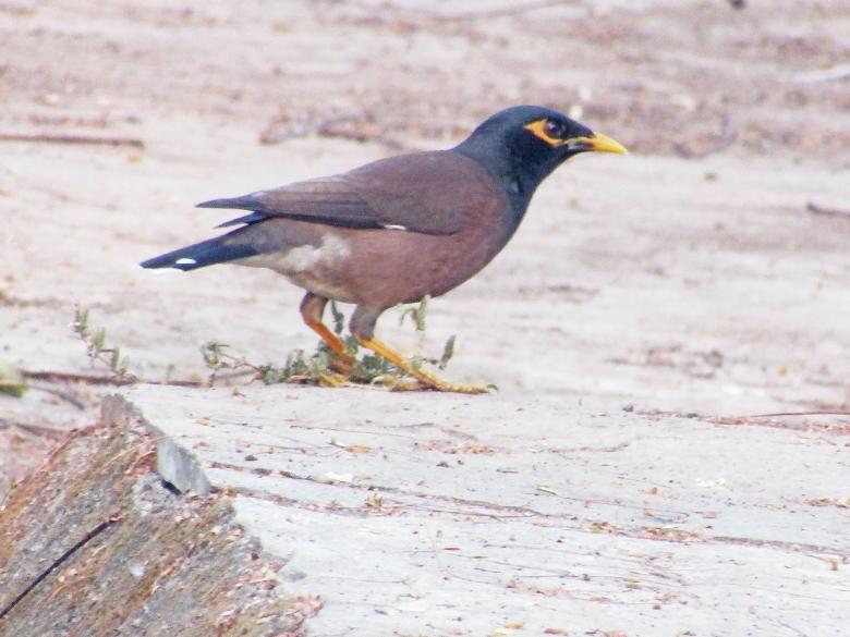 Free stock image of Common myna created by sylvester alphonso