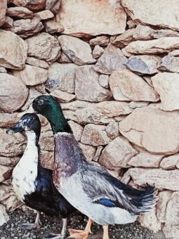 geese - Free Stock Photo