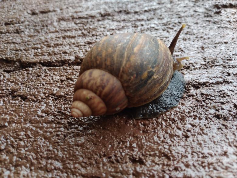 Free stock image of Snail  created by Kagumaho Nicholas