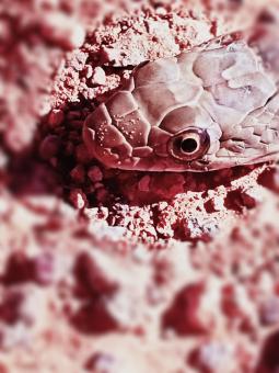Snake Close up - Free Stock Photo