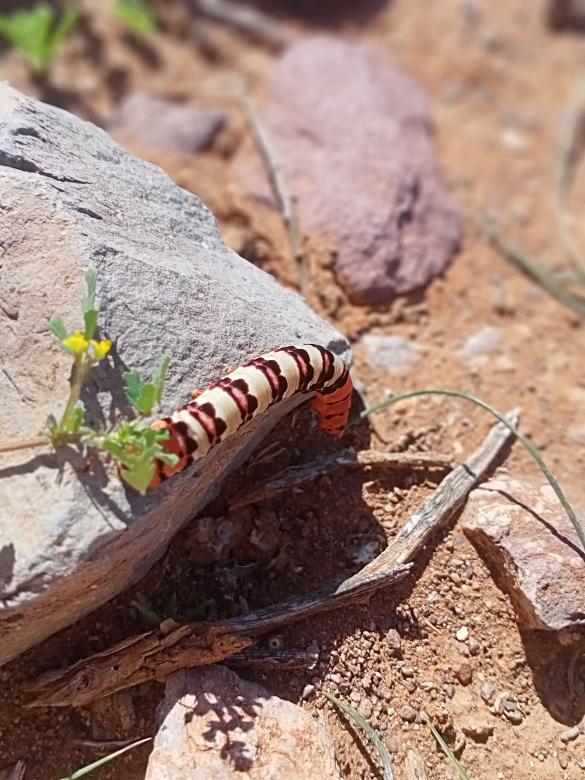 Free stock image of worm  created by snaike