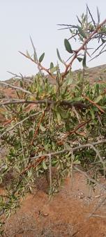Desert plant - Free Stock Photo