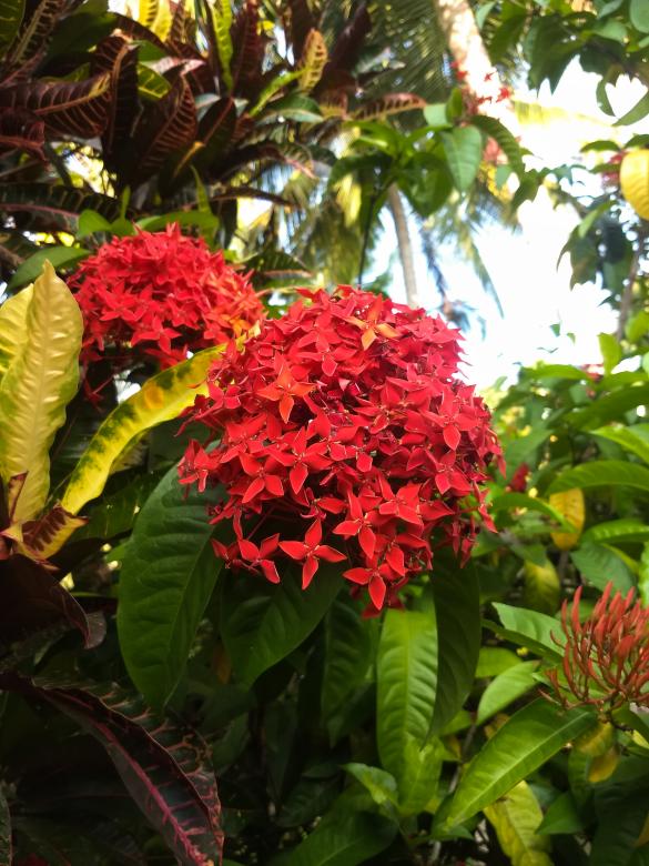 Free stock image of Ixora coccinea created by Danny Lawrance Nadar