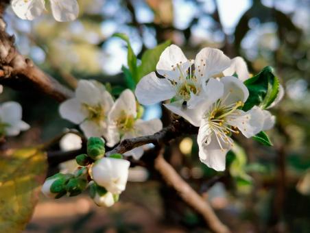 Flor - Free Stock Photo
