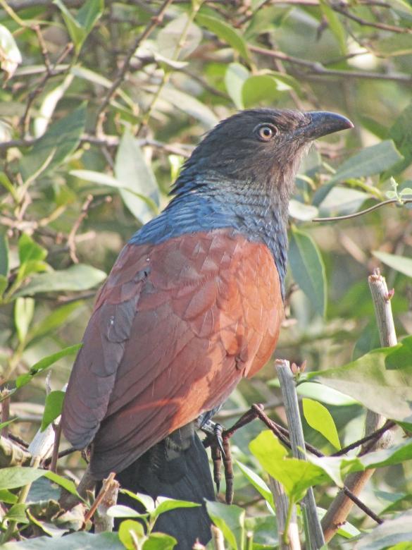 Free stock image of lessor coucal created by sylvester alphonso