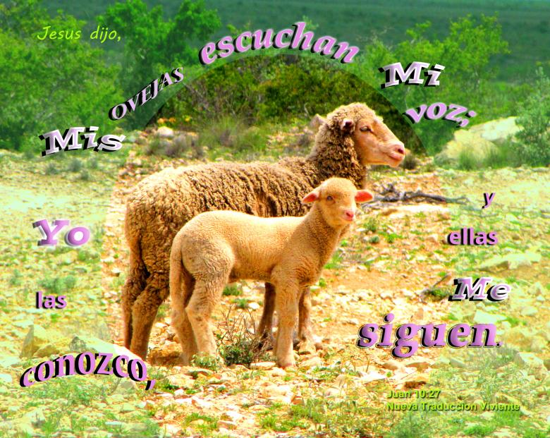 Free stock image of Mis Ovejas Me Siguen created by DFNatureAwed