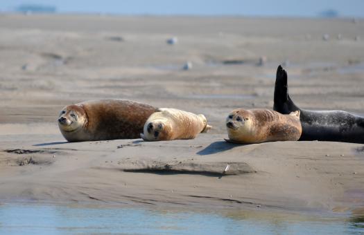 Seals - Free Stock Photo