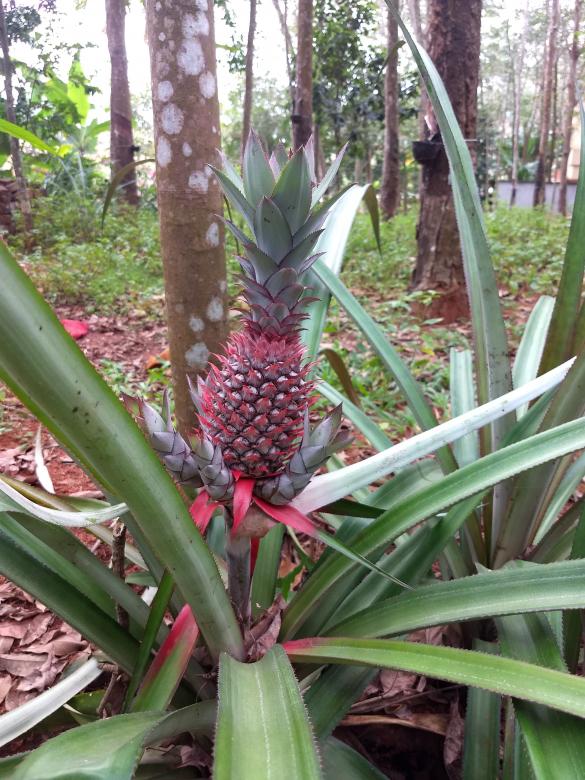 Free stock image of Baby Pineapple created by Danny Lawrance Nadar