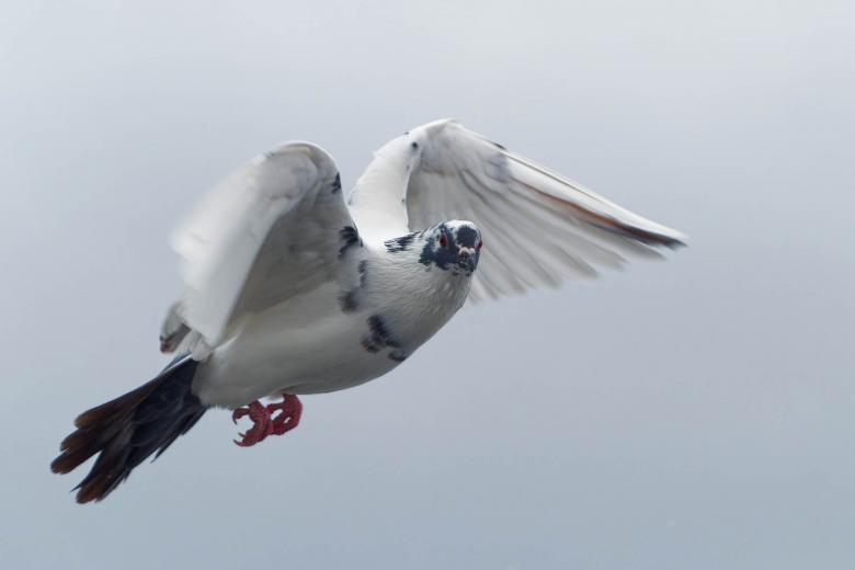 Free stock image of Pigeon created by Geoffrey Whiteway