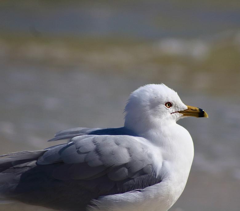 Free stock image of Seagull  created by Ashish Kumar