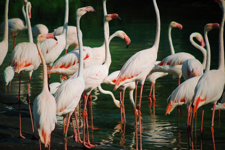 Free stock image of Flamingos  created by Ashish Kumar