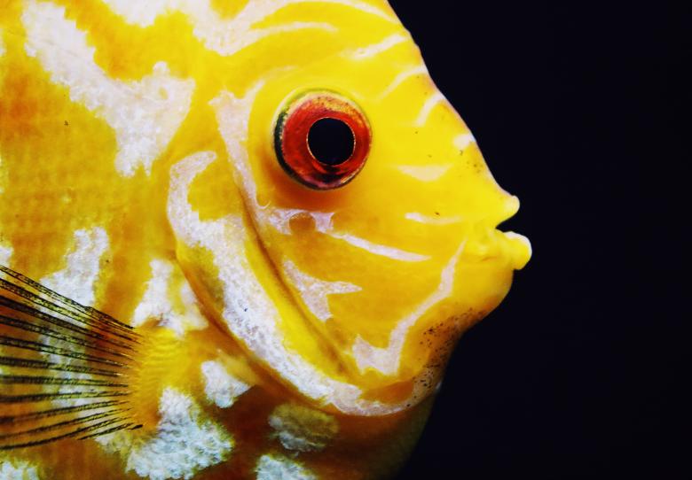 Free stock image of Yellow fish  created by Ashish Kumar