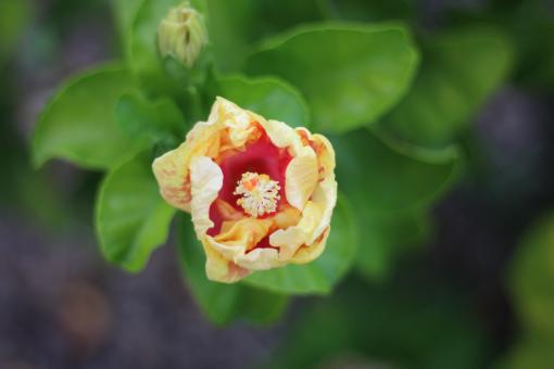 Flower  - Free Stock Photo