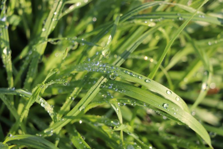 Free stock image of Water drops  created by Antonio Francisco  Rodrigues Gomes
