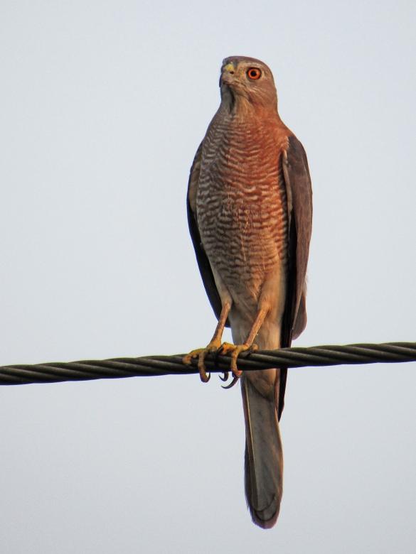 Free stock image of shikra created by sylvester alphonso