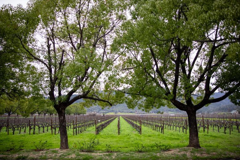 Free stock image of Wine Vineyard Photo created by Matt Bango