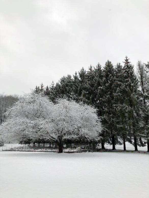 Free stock image of Snow Tree Photo created by Matt Bango