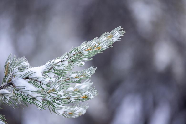Free stock image of Winter Background Photo created by Matt Bango