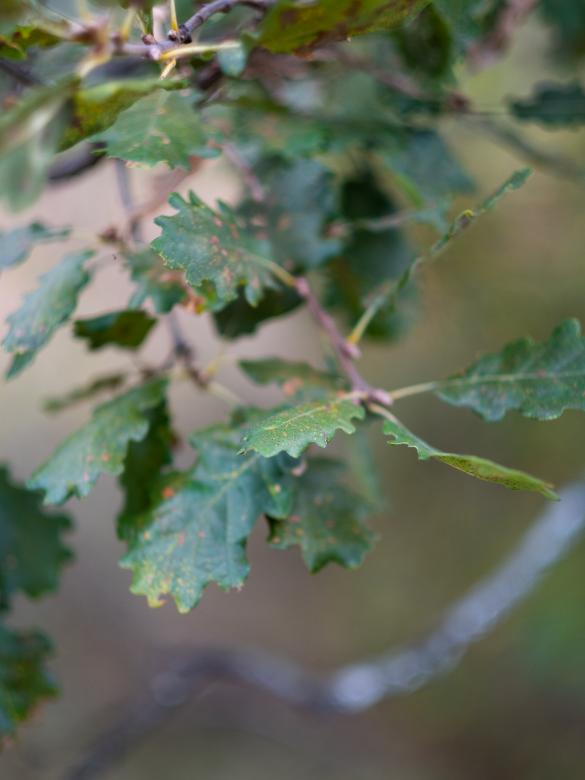 Free stock image of Oak Tree Photo created by Matt Bango