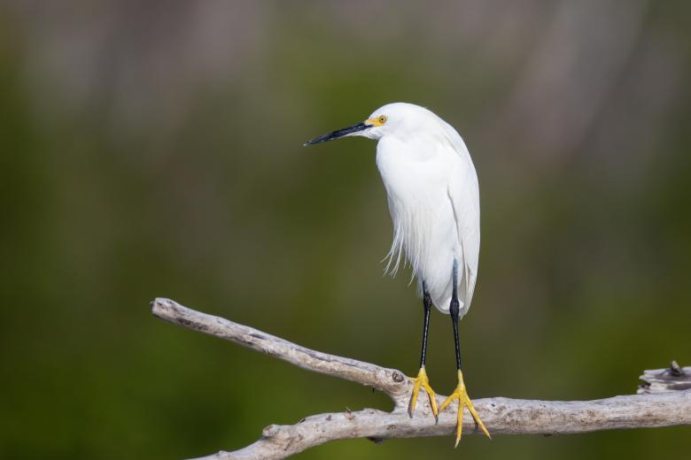 Free stock image of Bird Wildlife Photo created by Matt Bango