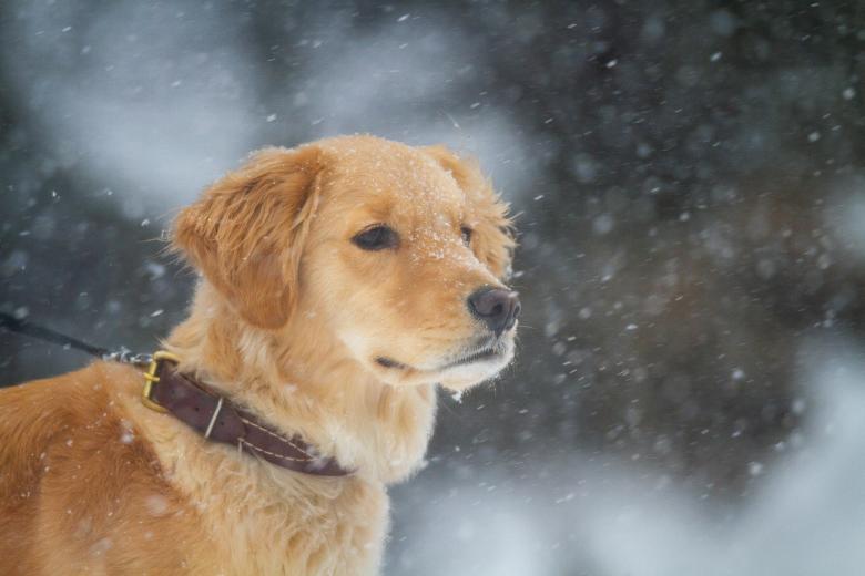 Free stock image of Outdoors Dog Photo created by Matt Bango